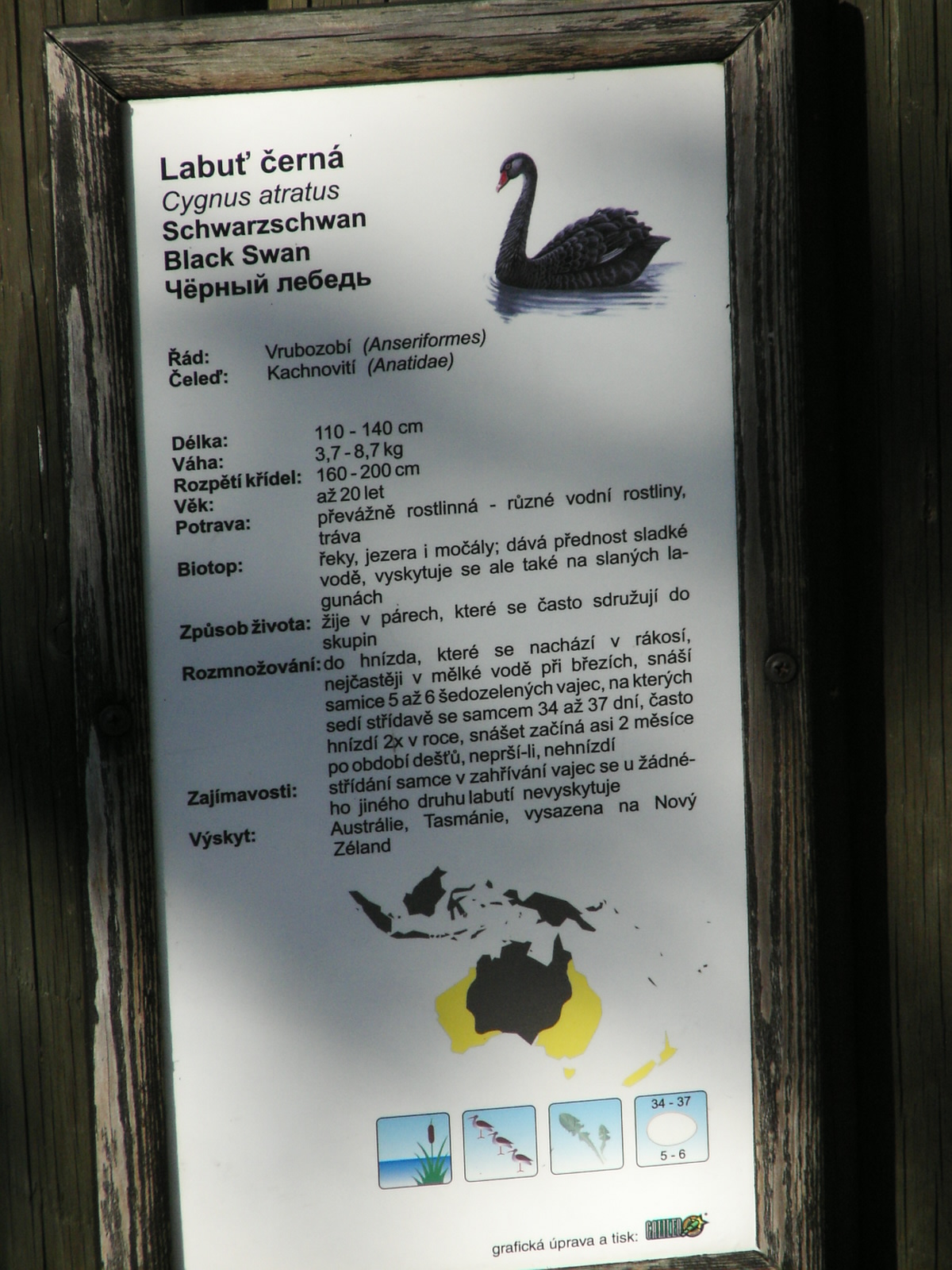 3) Černá labuť